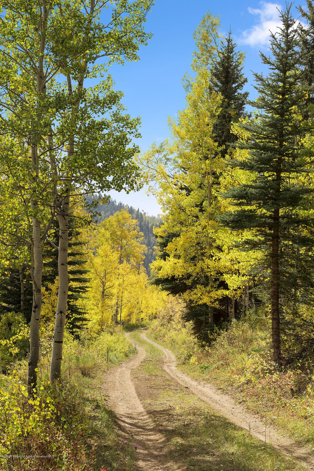 29850 Brush Creek Road - Photo 4